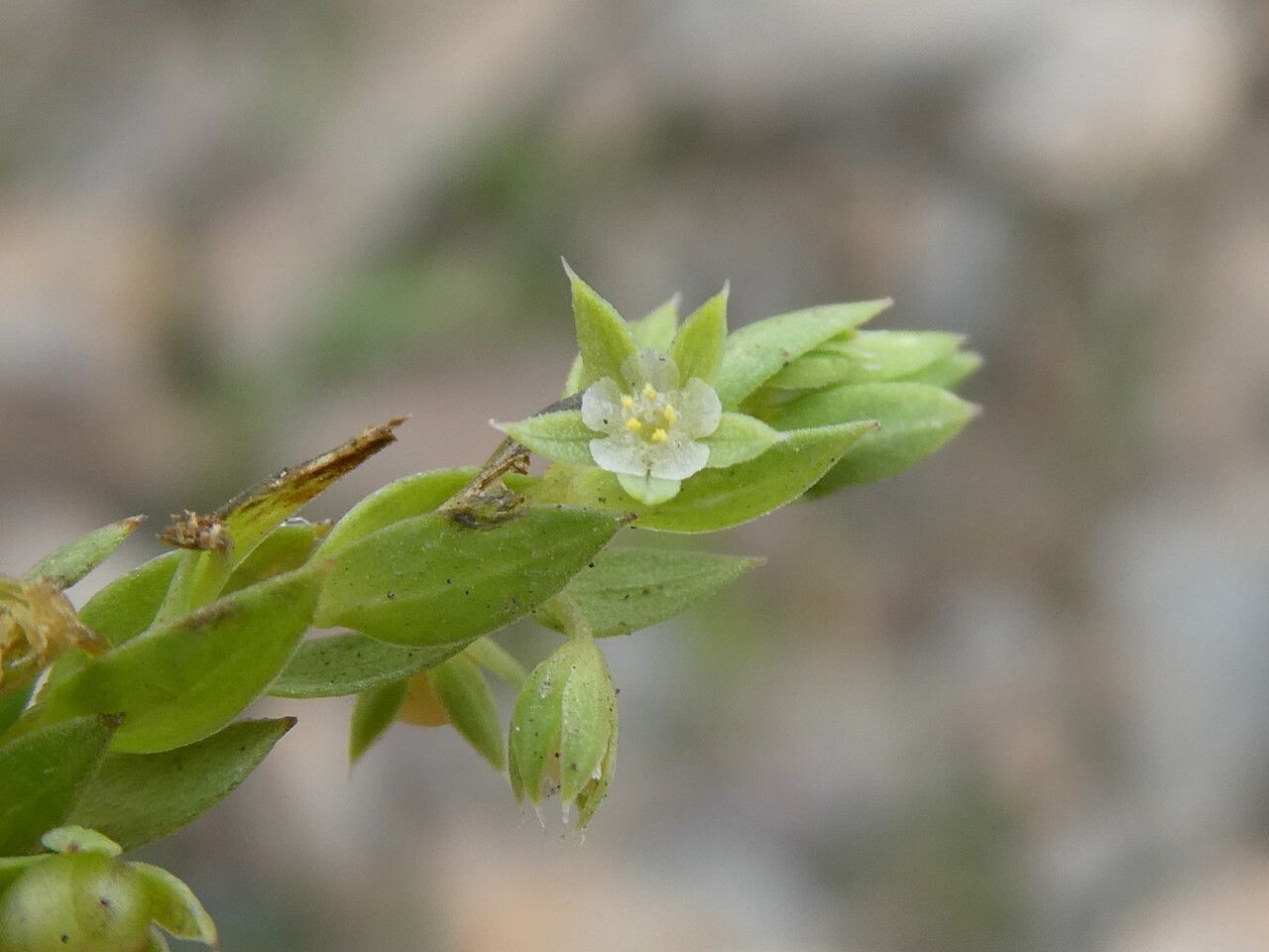 Lysimachia linum-stellatum flower