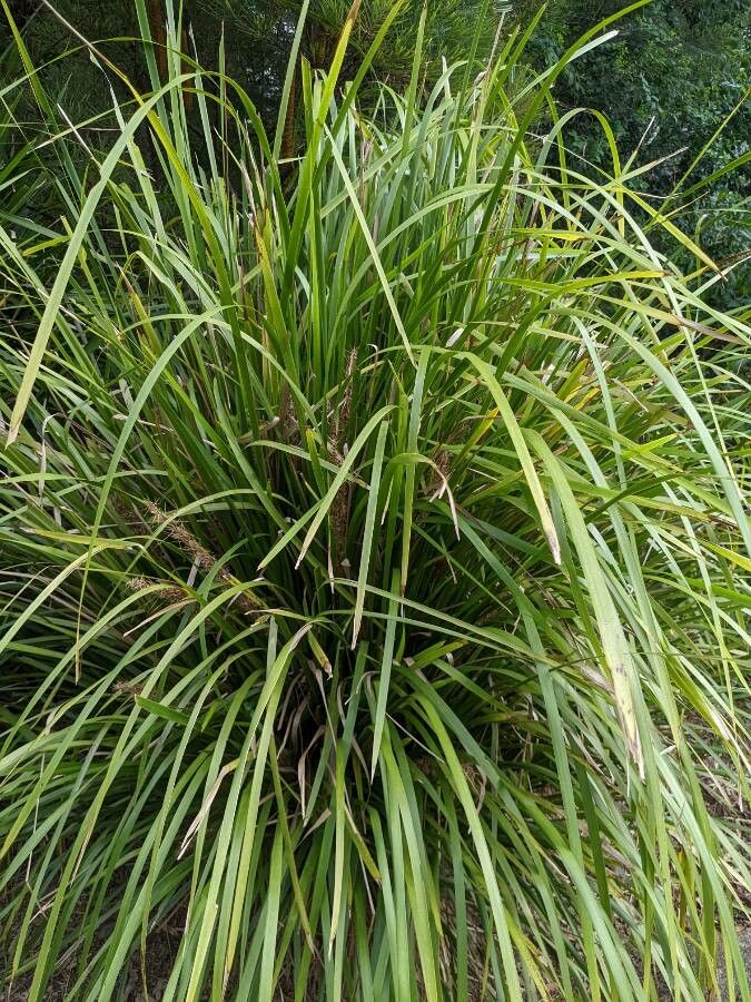 Lomandra hystrix habit