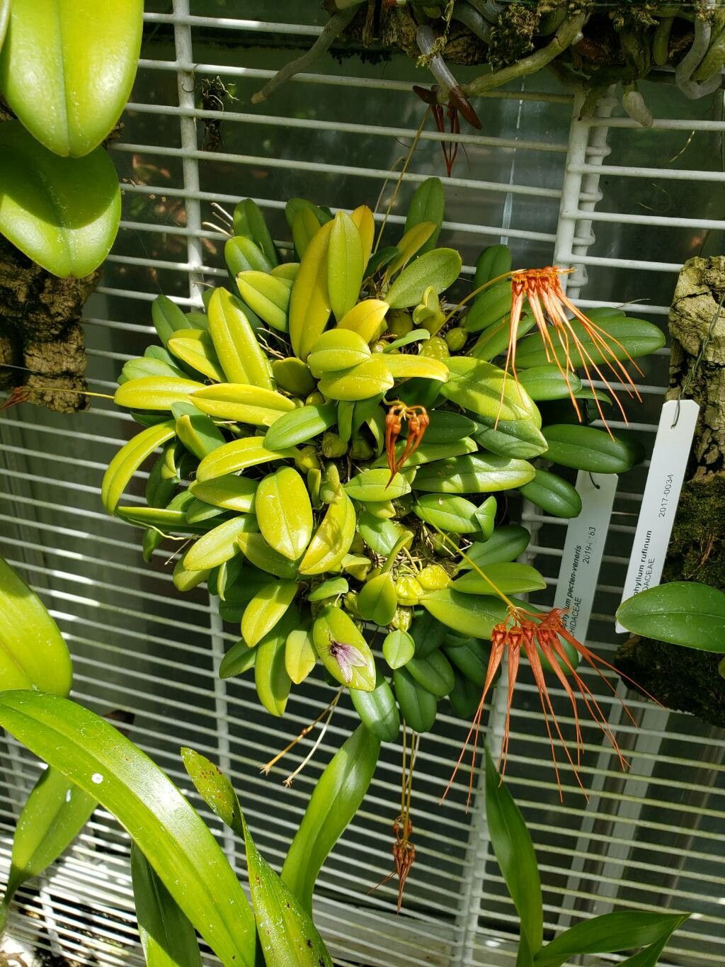 Bulbophyllum pecten-veneris habit
