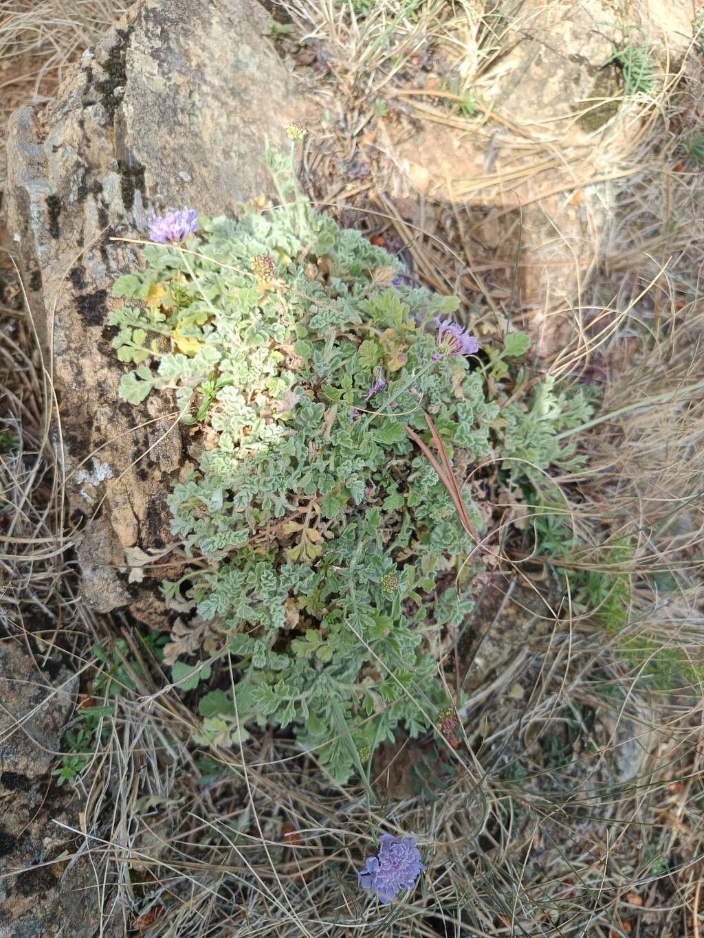 Scabiosa turolensis flower