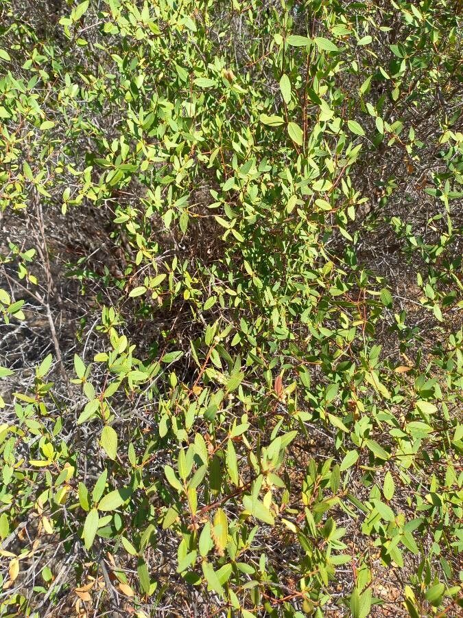 Colliguaja odorifera — search result for 'Euphorbiaceae'