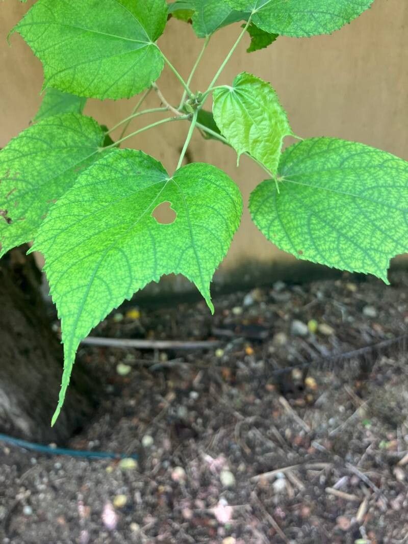 Heliocarpus terebinthinaceus — related species from the same genus
