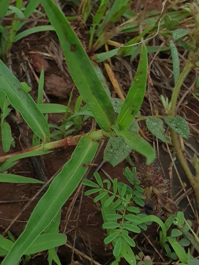 Commelina forskaolii leaf