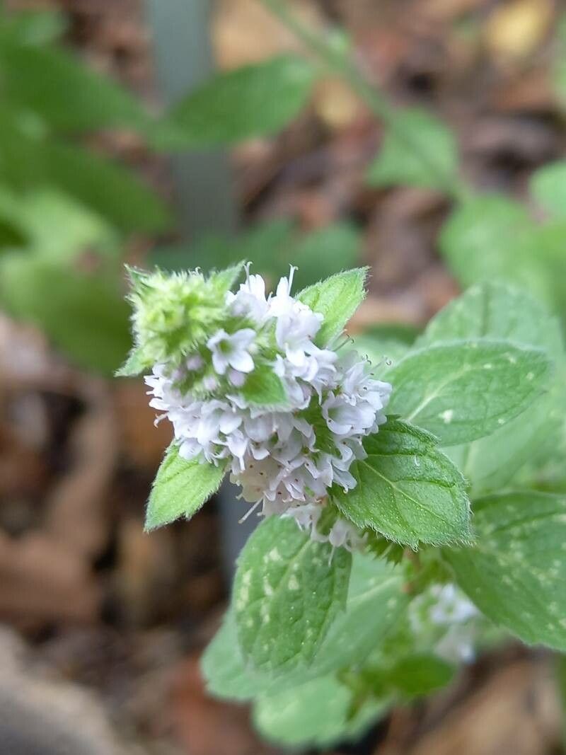 Mentha canadensis flower