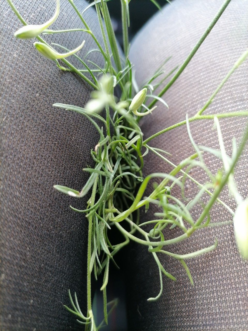 Consolida regalis leaf