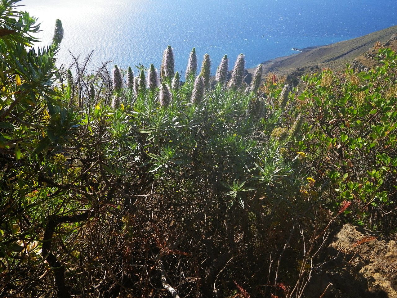 Echium hierrense habit