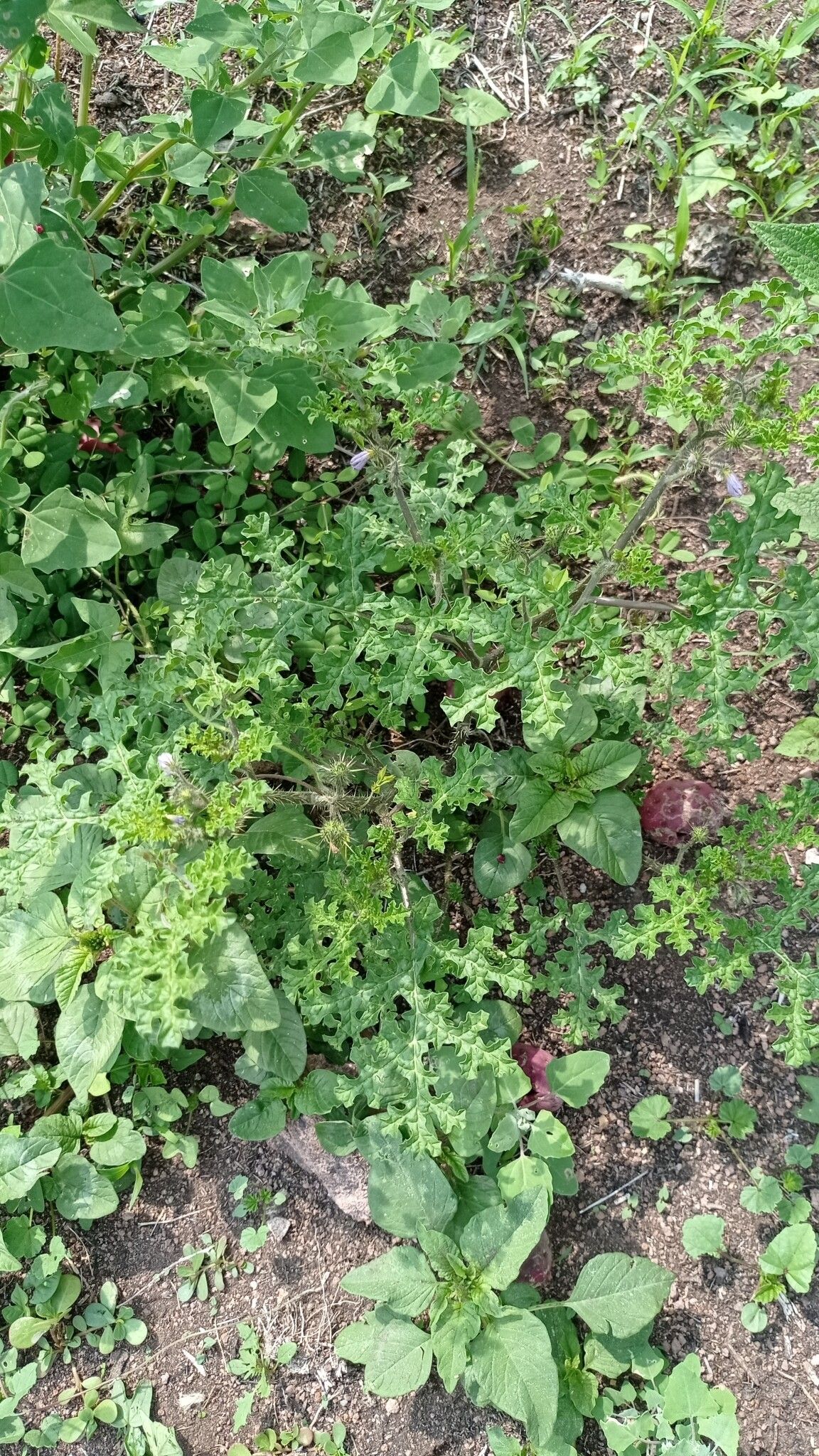 Solanum tribulosum habit