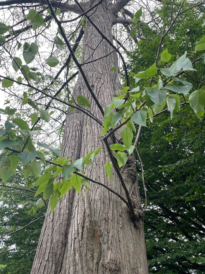 Populus lasiocarpa bark