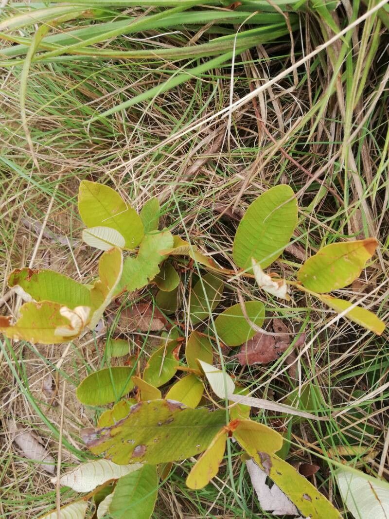 Parinari capensis — related species from the same genus