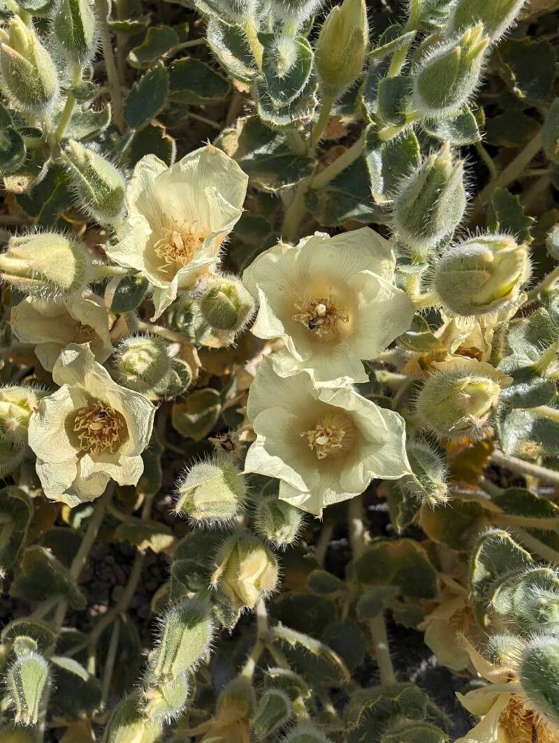 Mentzelia oreophila — houseplant care guide