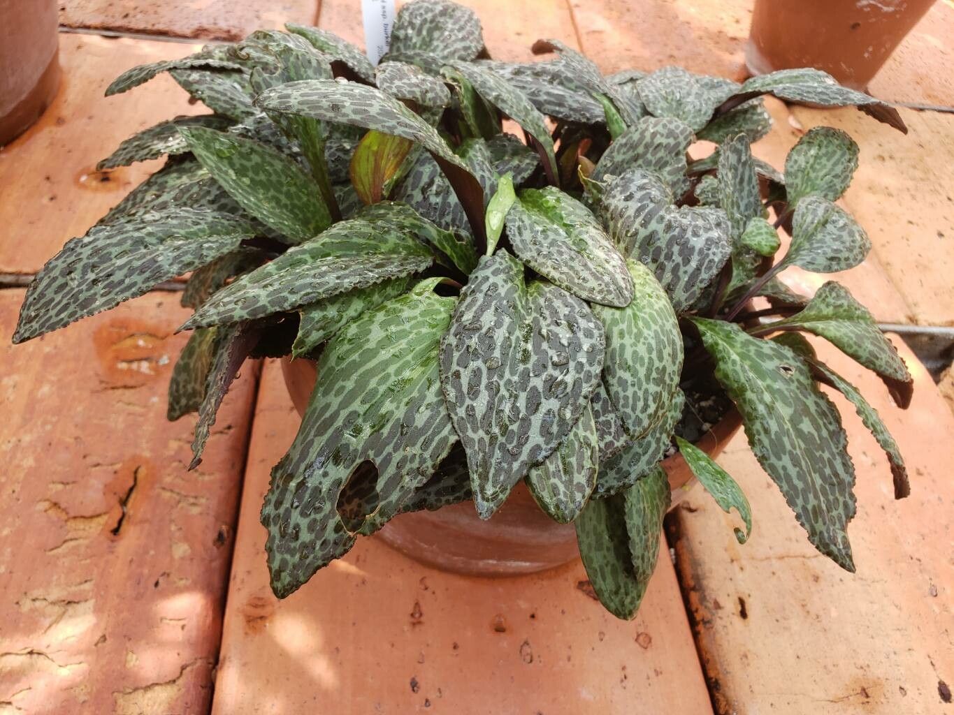 Drimiopsis burkei habit