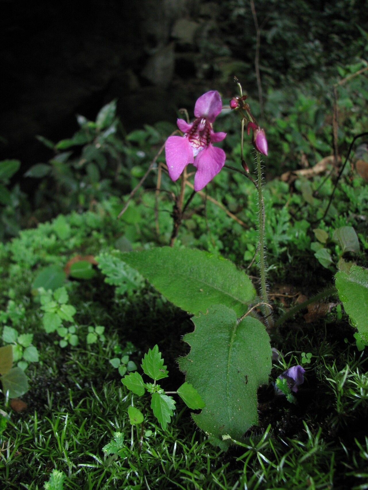 Impatiens palpebrata habit