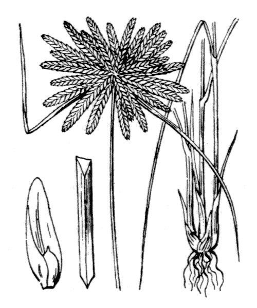 Cyperus flavidus other