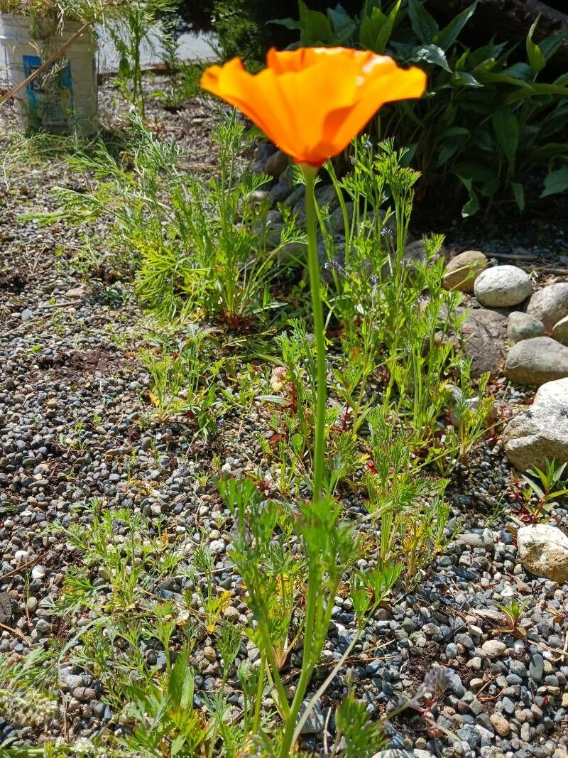 Eschscholzia caespitosa habit