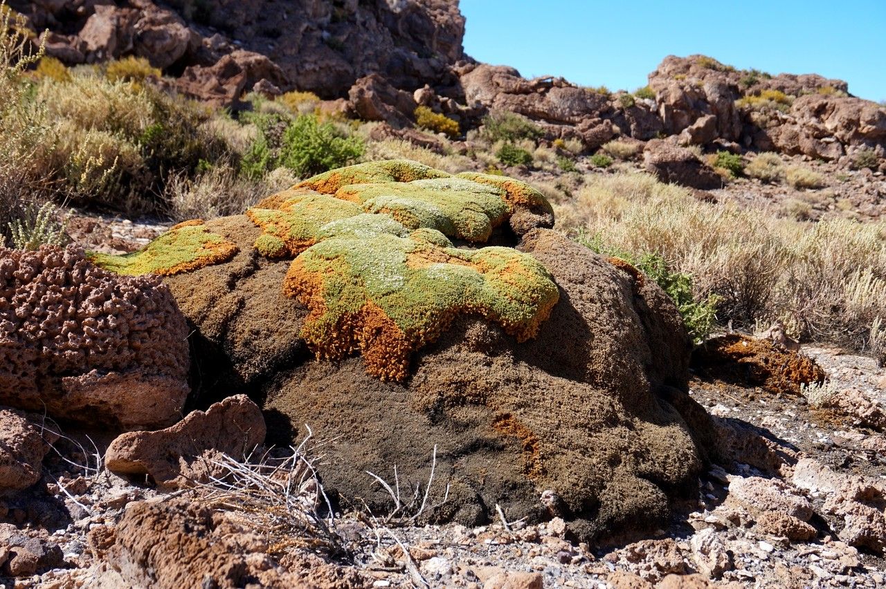 Frankenia triandra habit