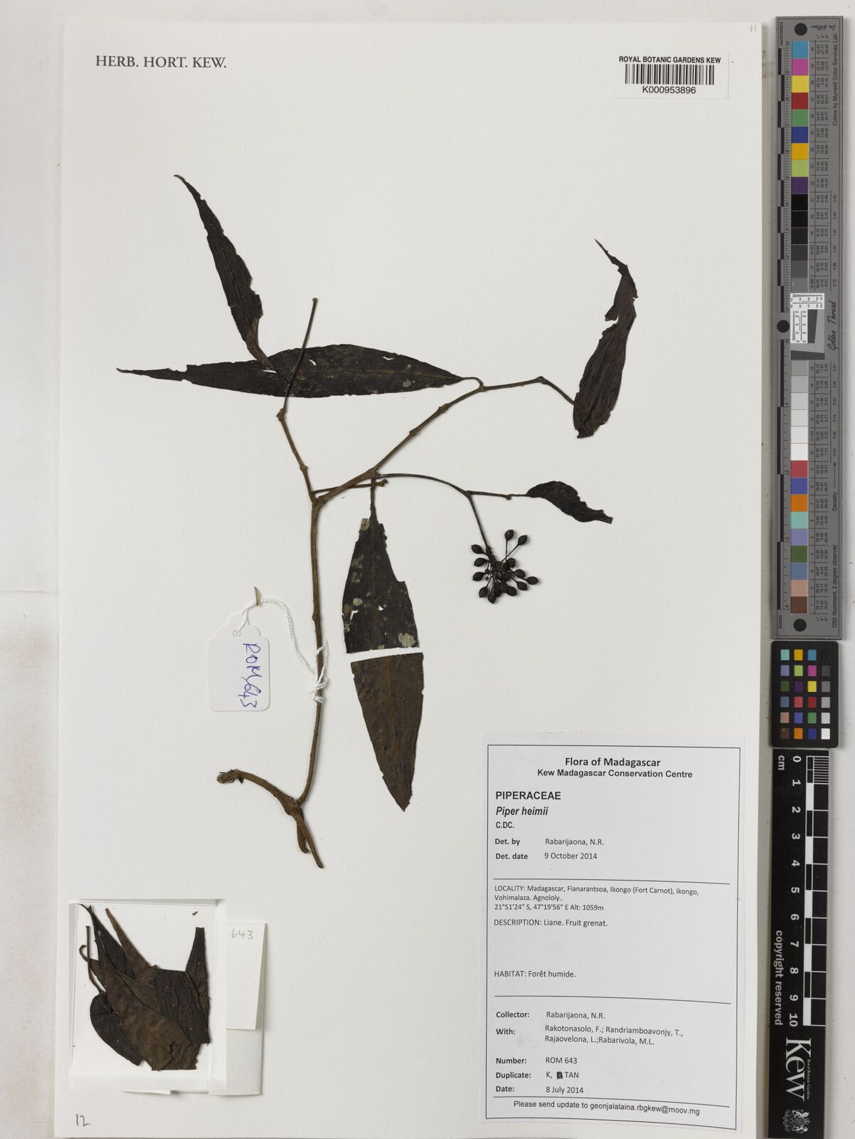 Piper heimii — houseplant care guide