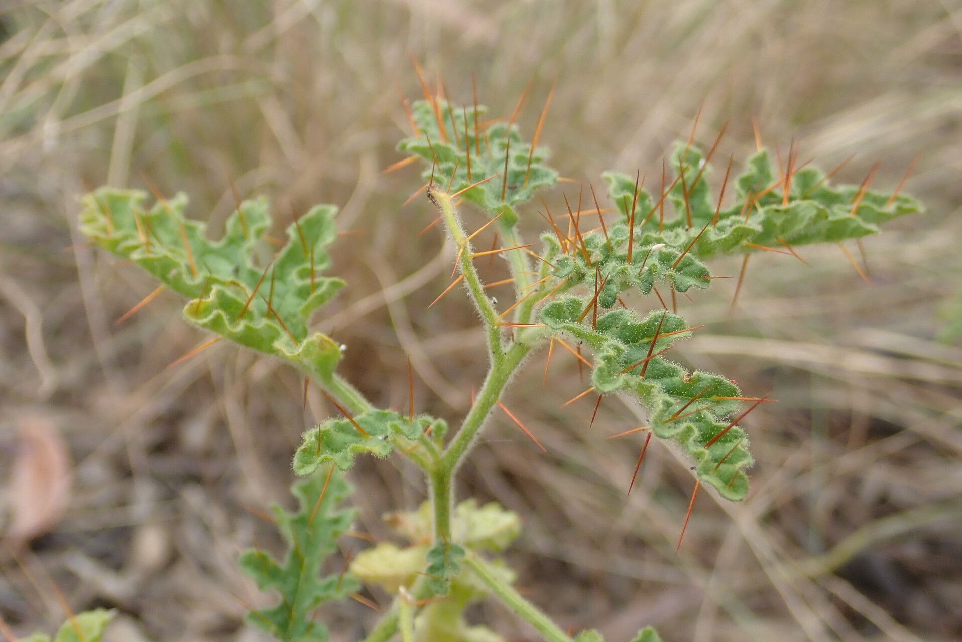 Solanum adenophorum — houseplant care guide