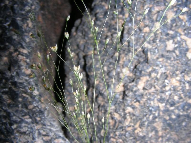 Aira tenorei — houseplant care guide