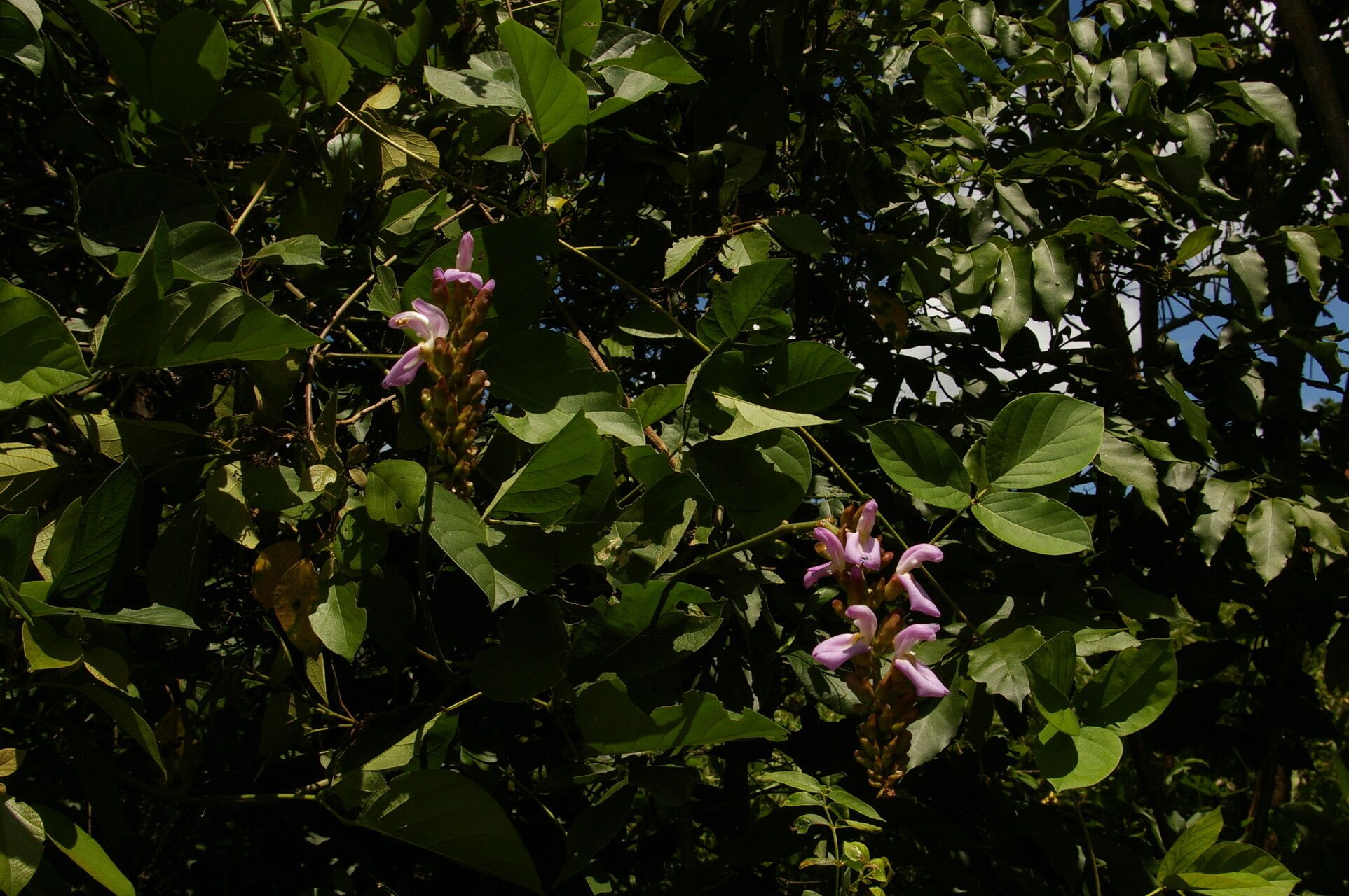 Canavalia africana habit