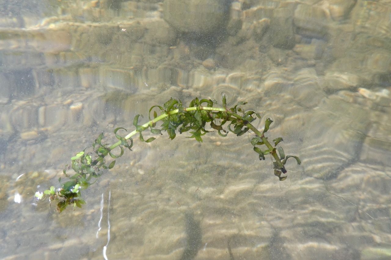 Elodea nuttallii leaf