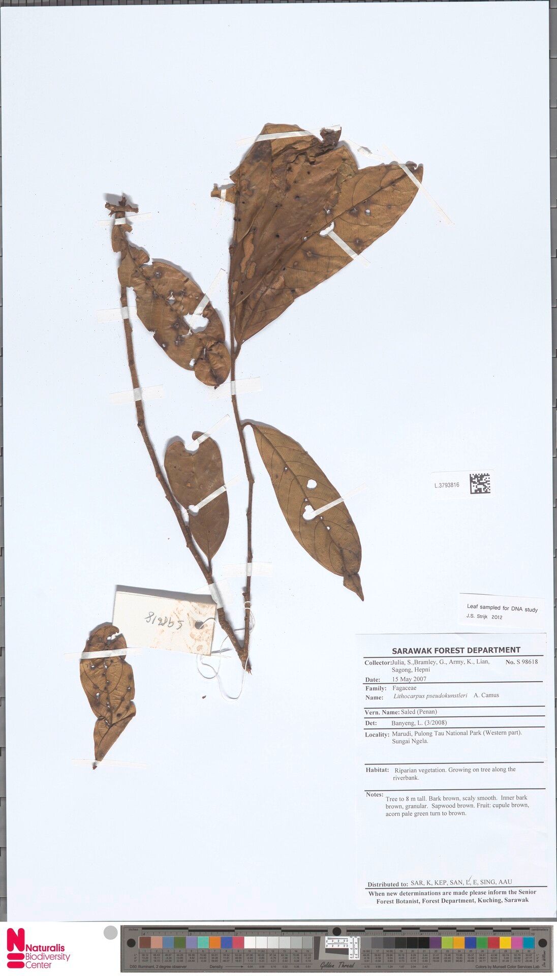 Lithocarpus pseudokunstleri — search result for 'Lithocarpus'