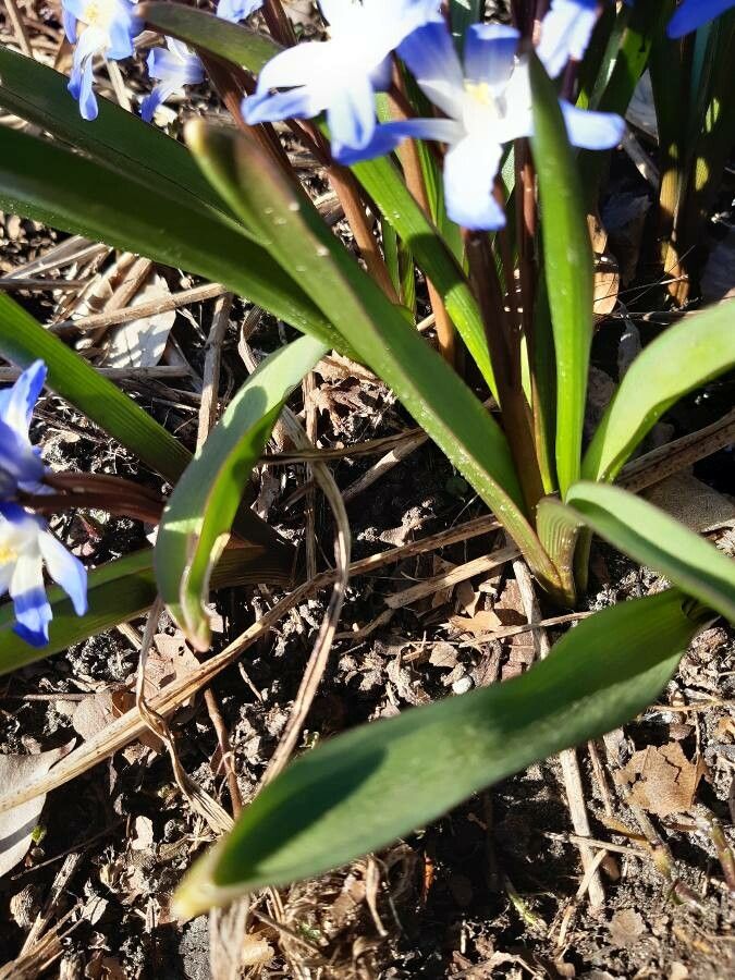 Scilla forbesii