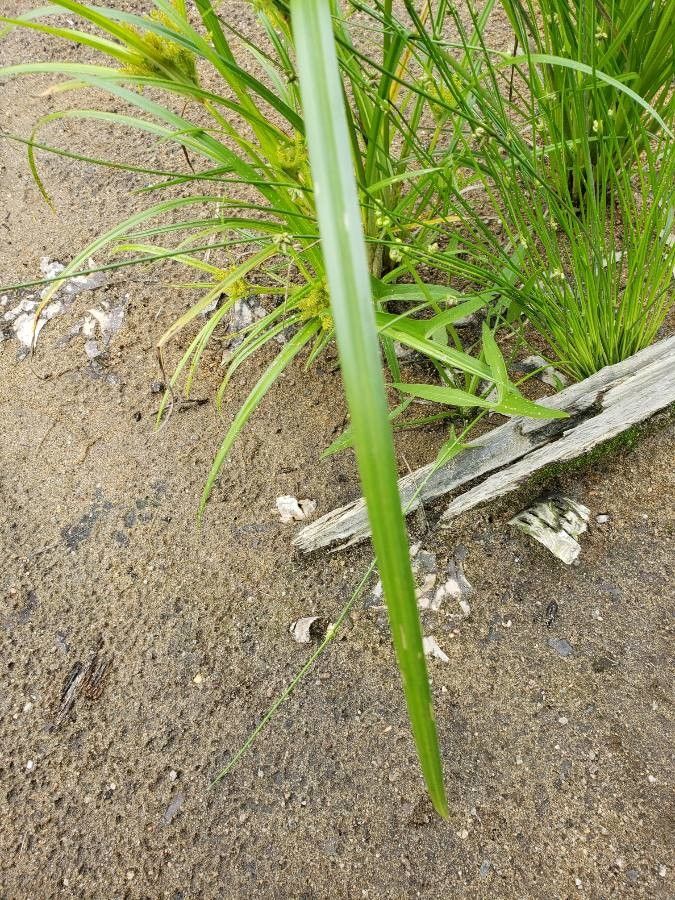 Cyperus odoratus