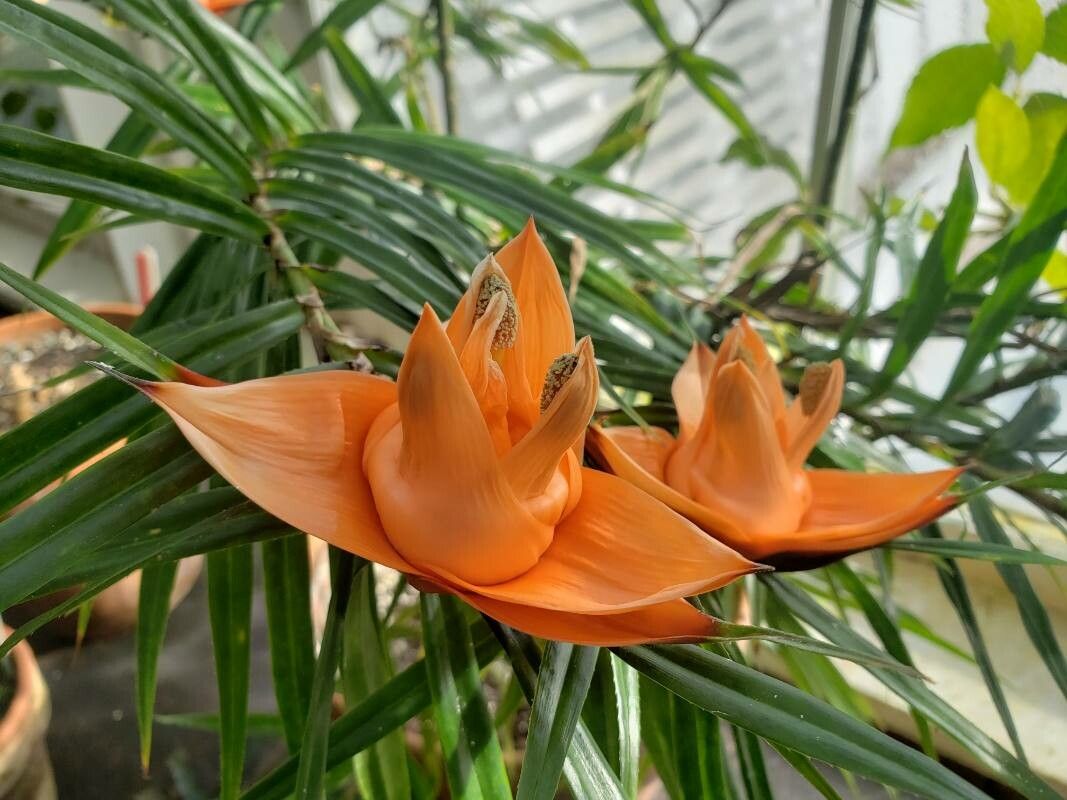 Freycinetia multiflora flower