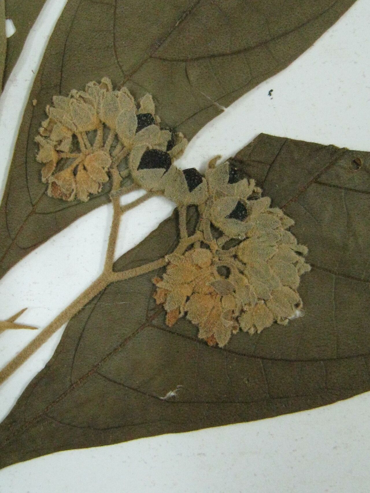 Solanum semotum other