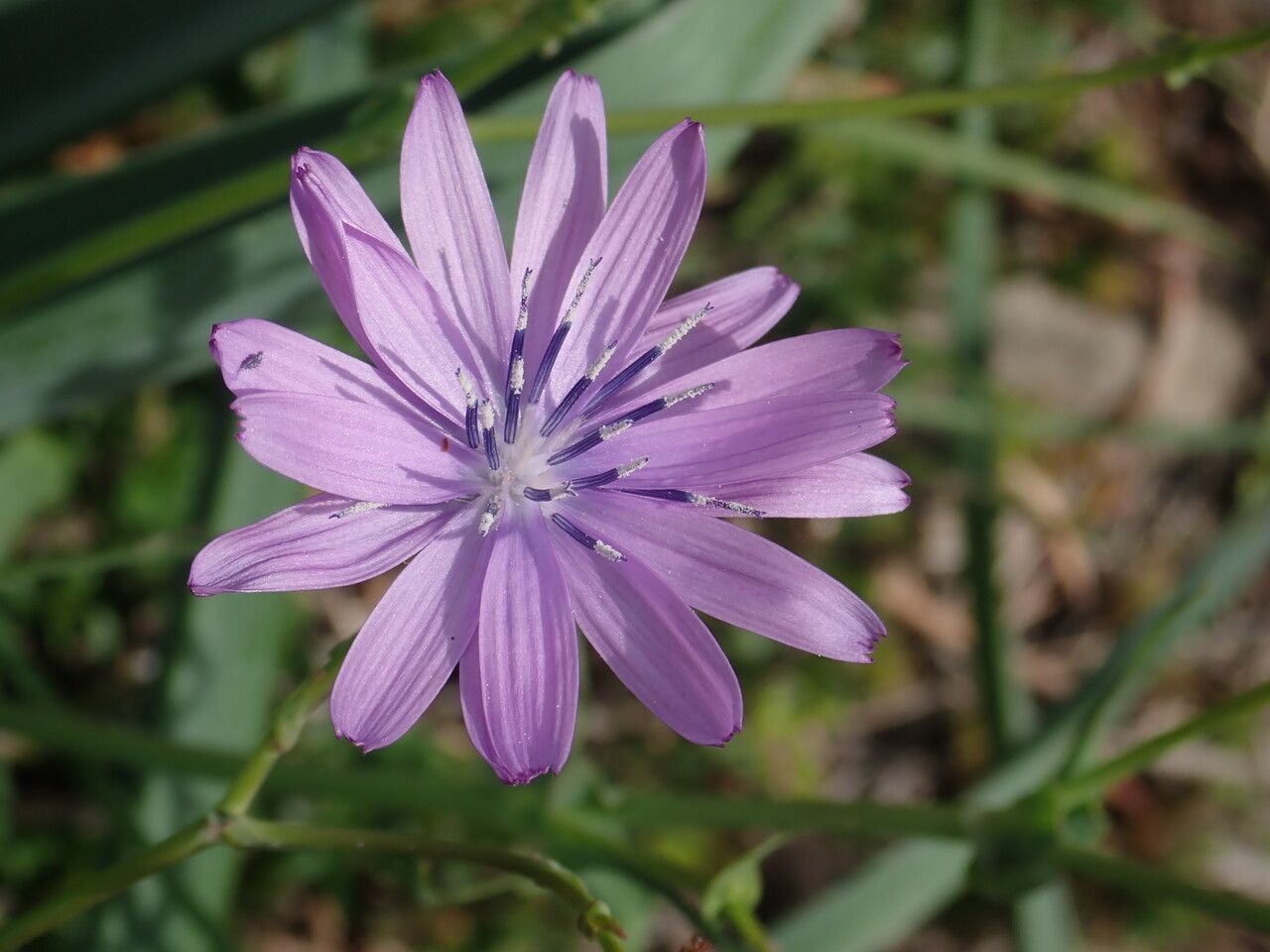Lactuca tenerrima flower