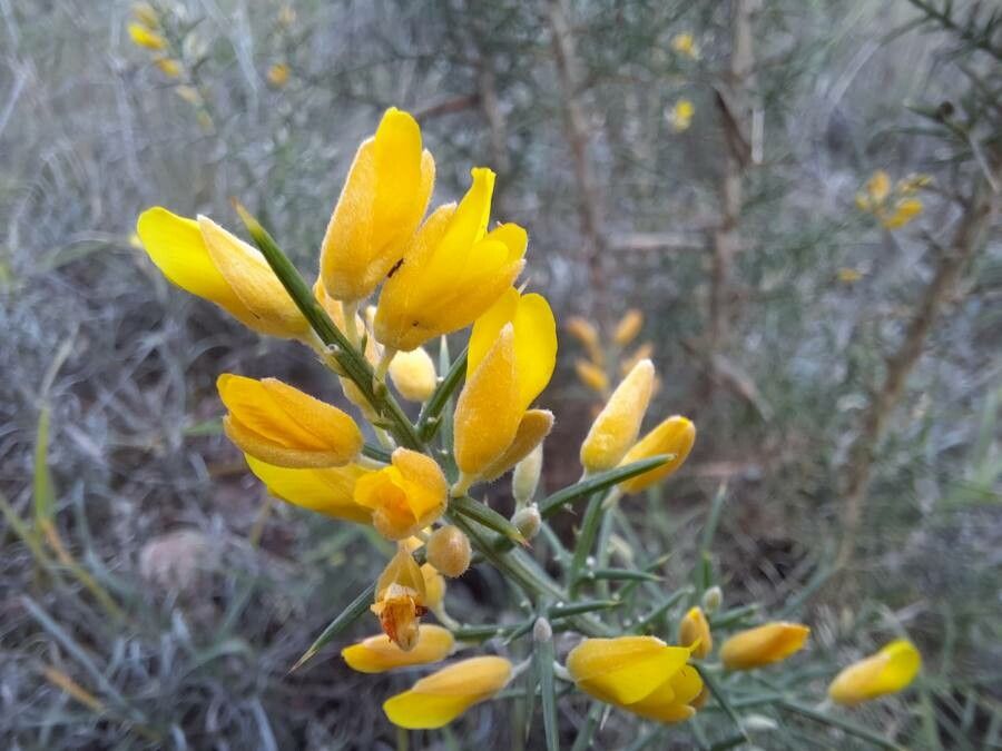 Ulex parviflorus flower