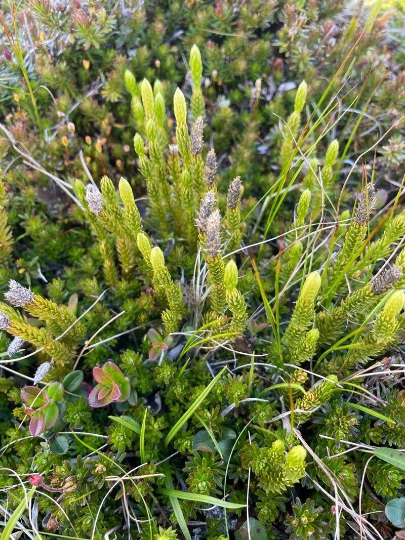 Spinulum canadense — related species from the same genus