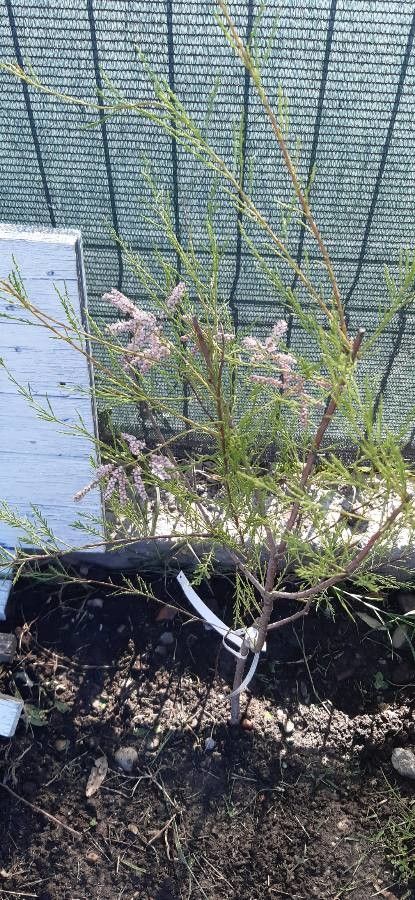 Tamarix tetrandra leaf