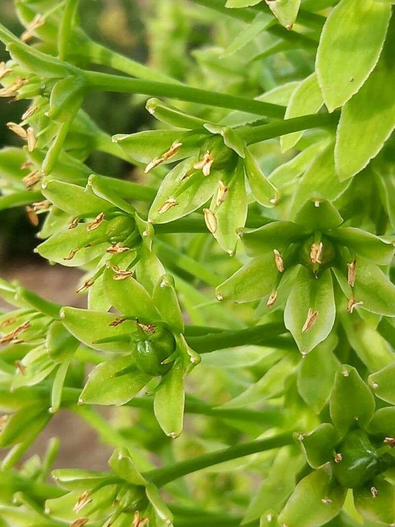 Eucomis pallidiflora flower