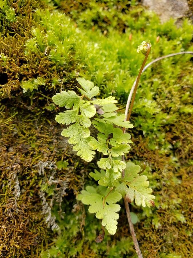 Cystopteris tennesseensis — houseplant care guide