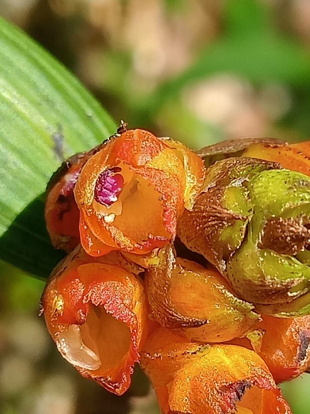 Elleanthus aurantiacus flower