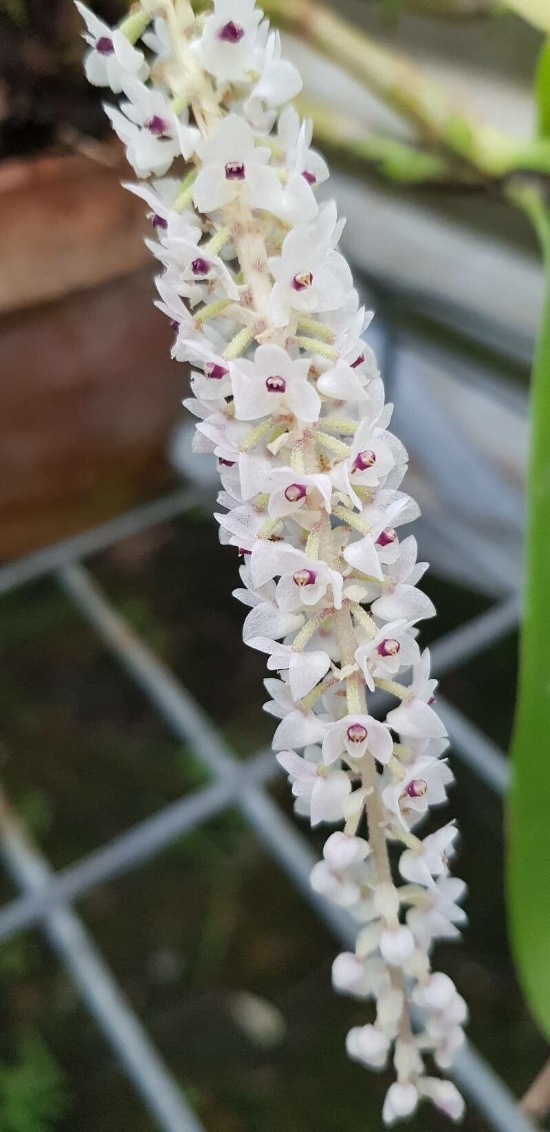 Pinalia floribunda flower