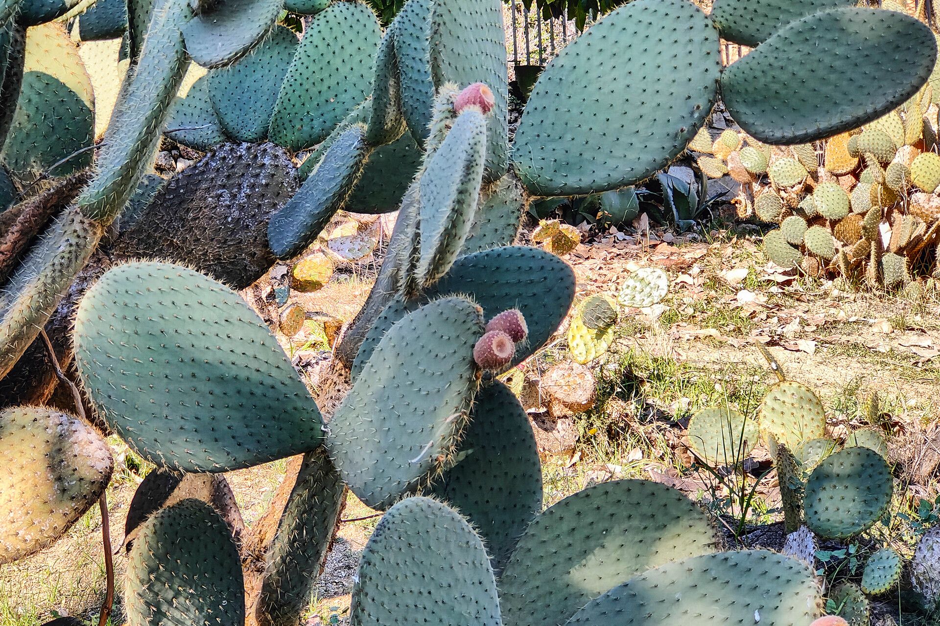 Opuntia durangensis fruit
