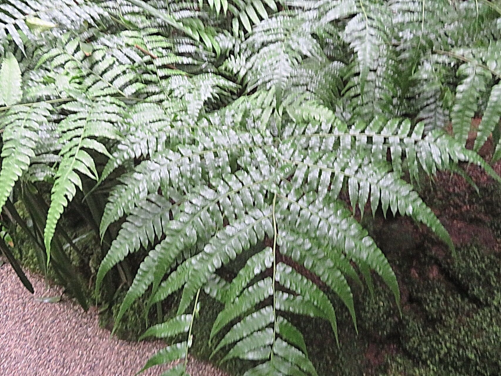 Diplazium maximum — houseplant care guide