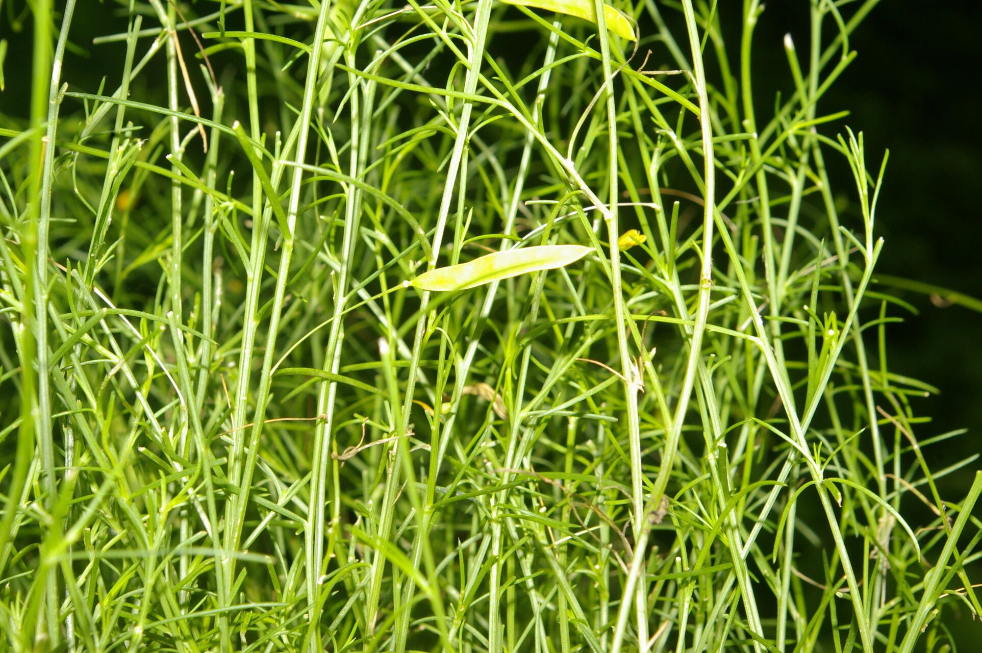 Cleome guianensis leaf