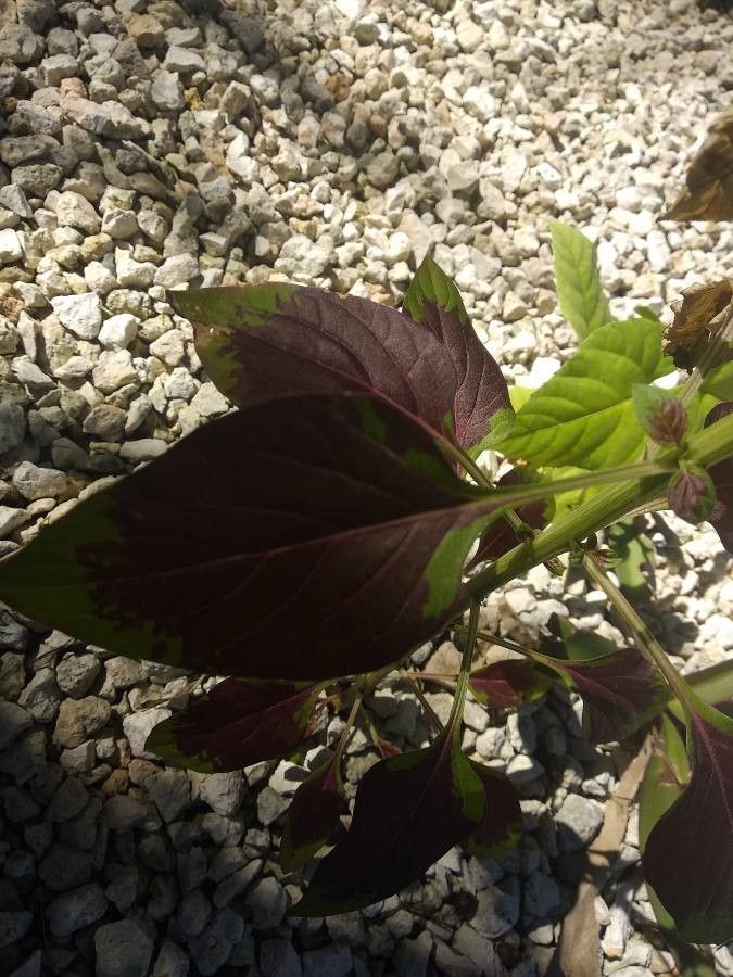 Amaranthus dubius bark
