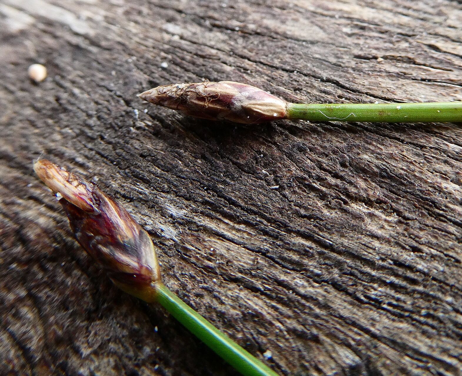 Eleocharis maculosa flower