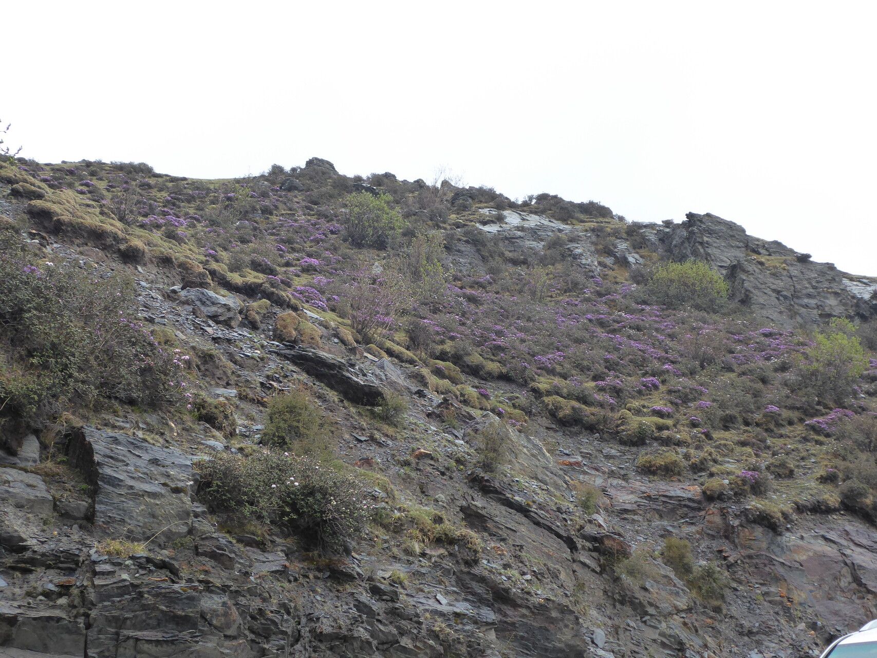 Rhododendron nivale habit