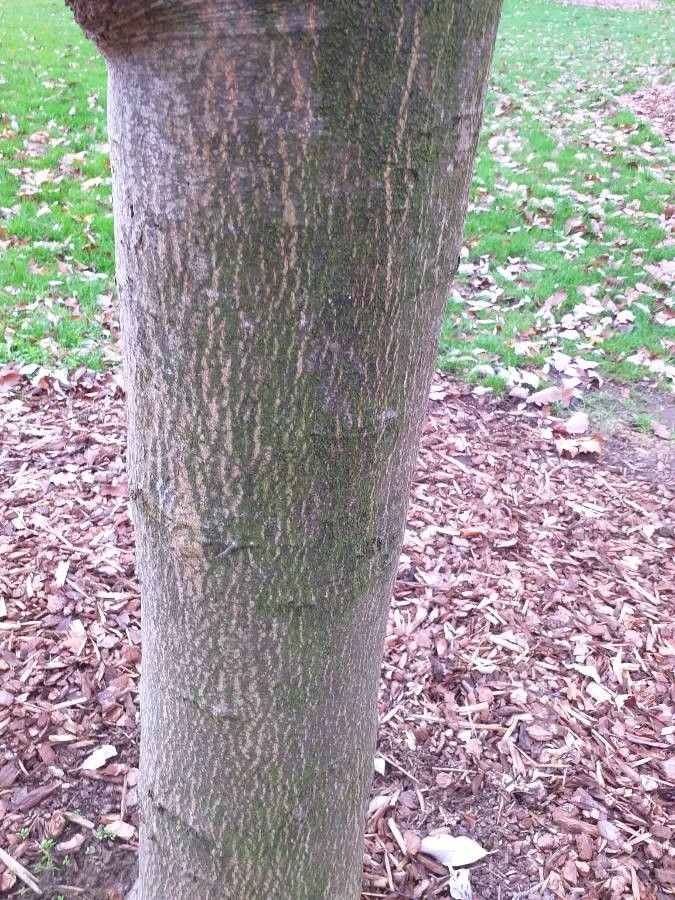 Sorbus folgneri bark