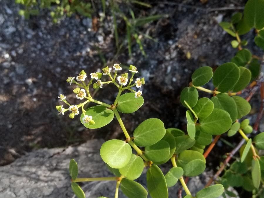Chrysobalanus icaco flower