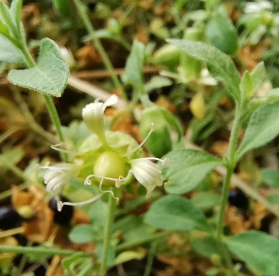 Cucubalus baccifer flower