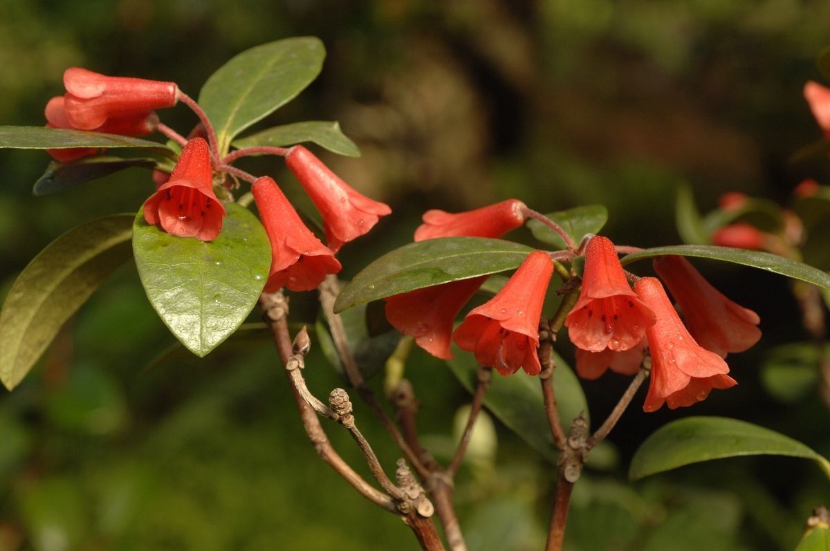 Rhododendron atrichum — houseplant care guide