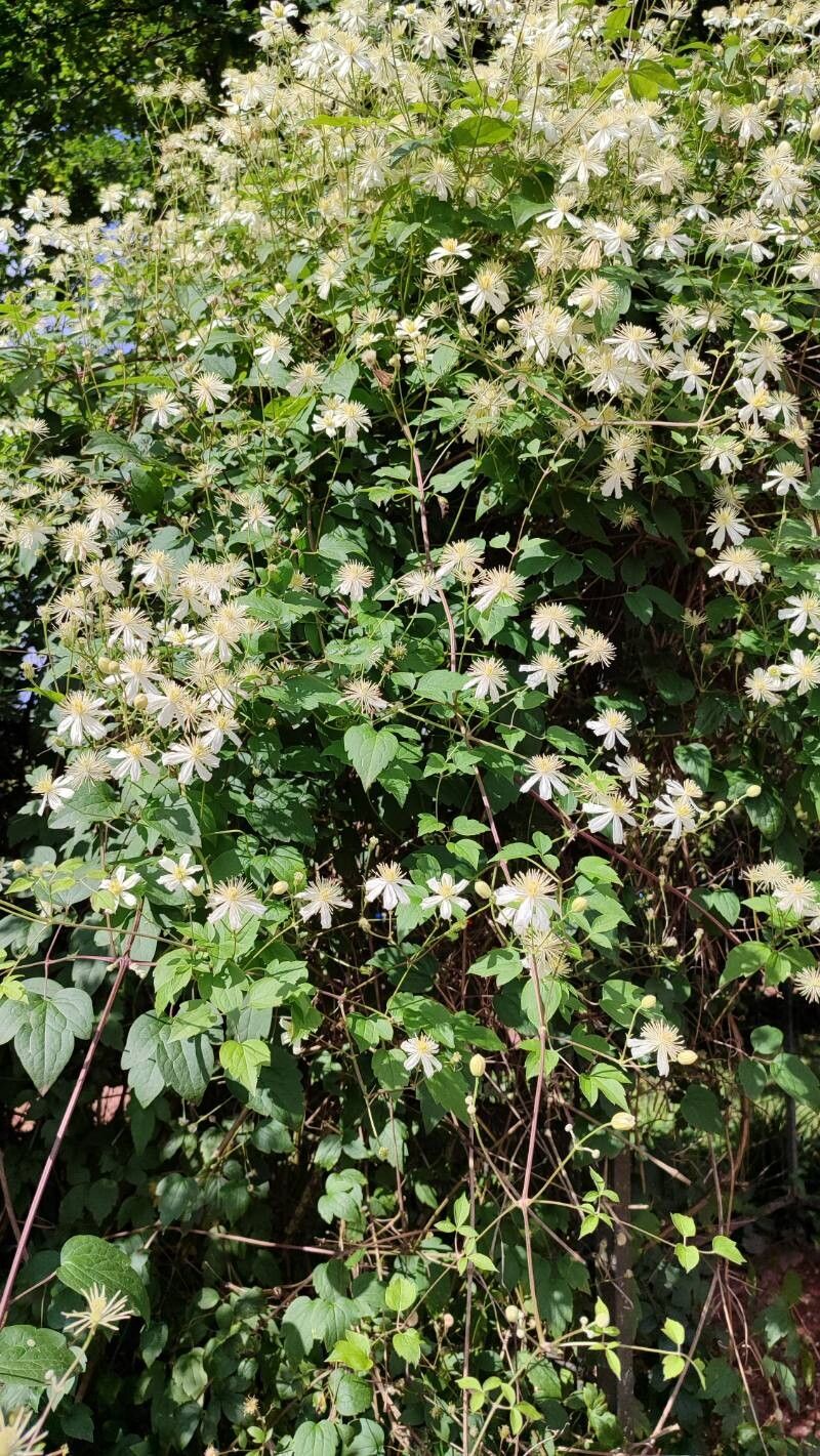 Clematis potaninii habit