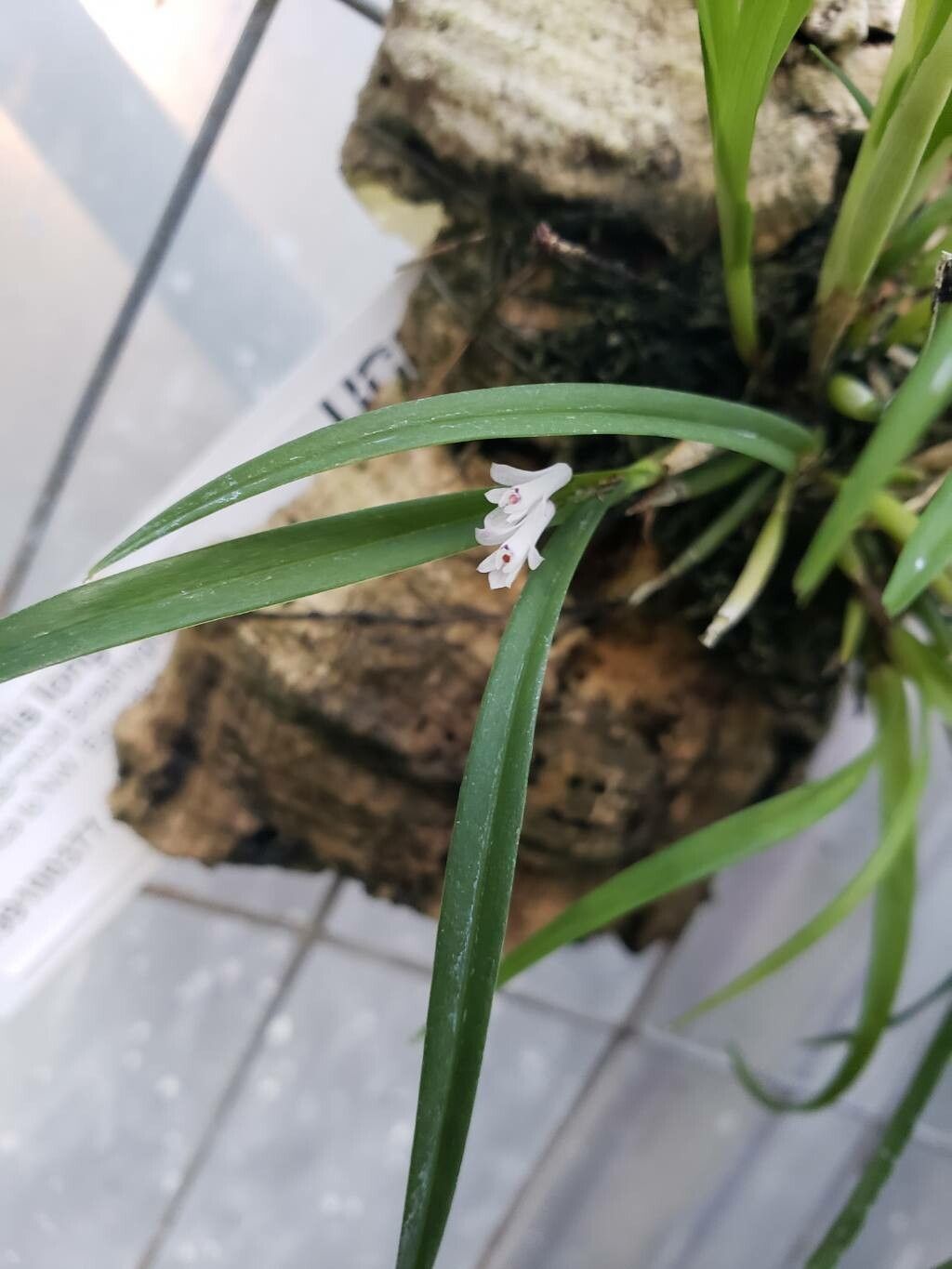 Scaphyglottis longicaulis flower