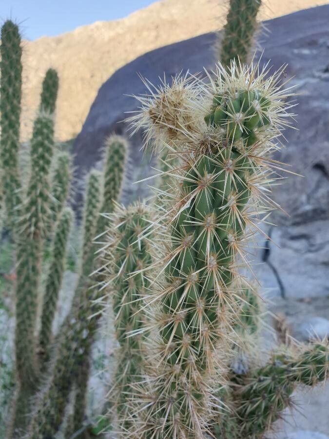 Cylindropuntia wolfii leaf